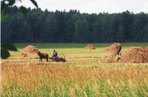 Природа Топчихинского района в объективе Георгия Эргардт